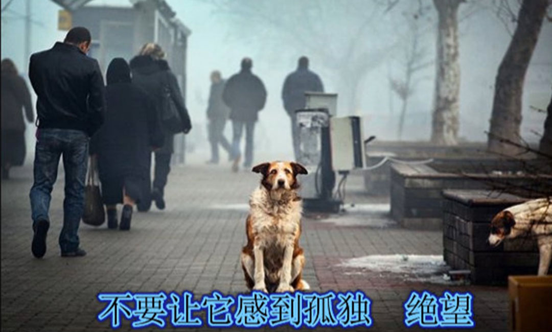 黄石爱影圈微博微信转发案例